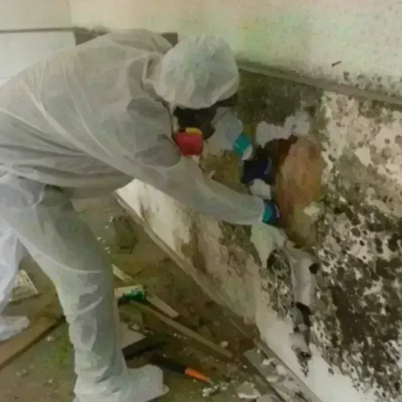 Mold Remediation and Removal in Borrego Springs, CA